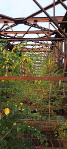 Von Pflanzen und gelbem Herbstlaub berwucherte alte Liesenbrcke (Berlin)